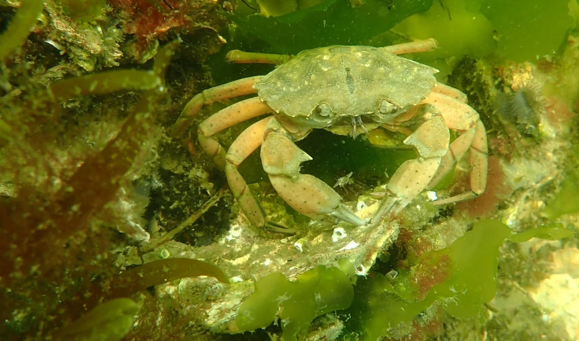 Fantasea Divers - Duiken leer je bij ons